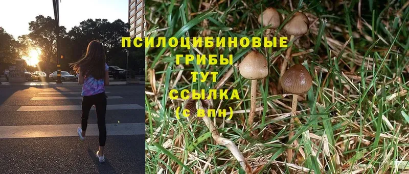 Галлюциногенные грибы Cubensis  купить наркотики цена  блэк спрут маркетплейс  Джанкой 